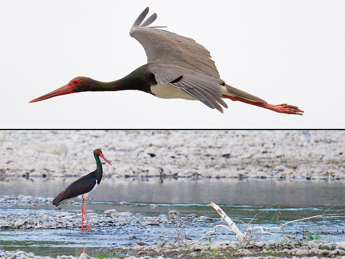 Black Stork