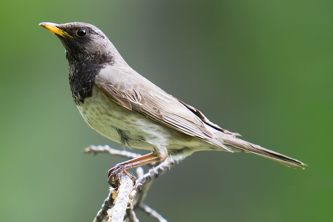 Black-throated Thrush