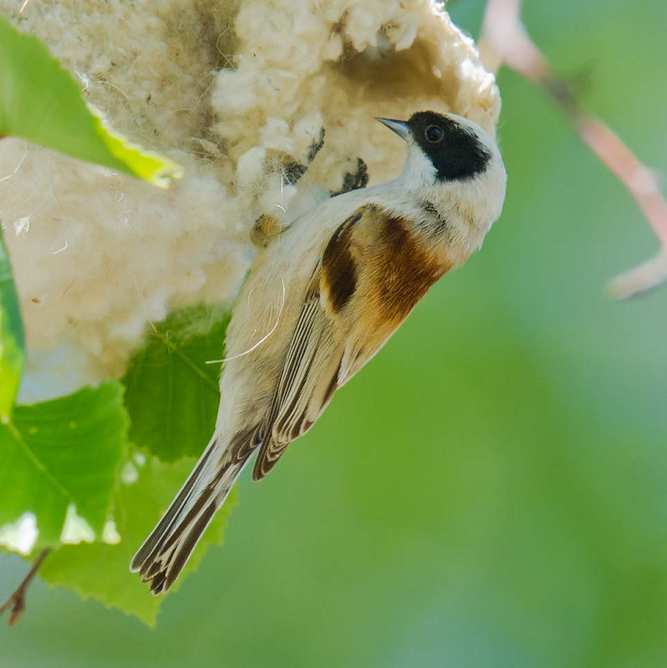 White-crowned Penduline Tit