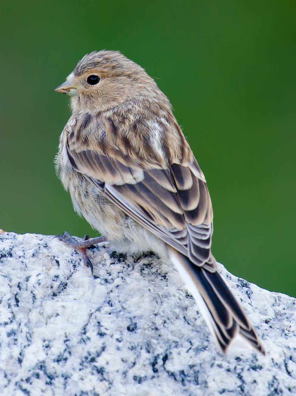 Twite