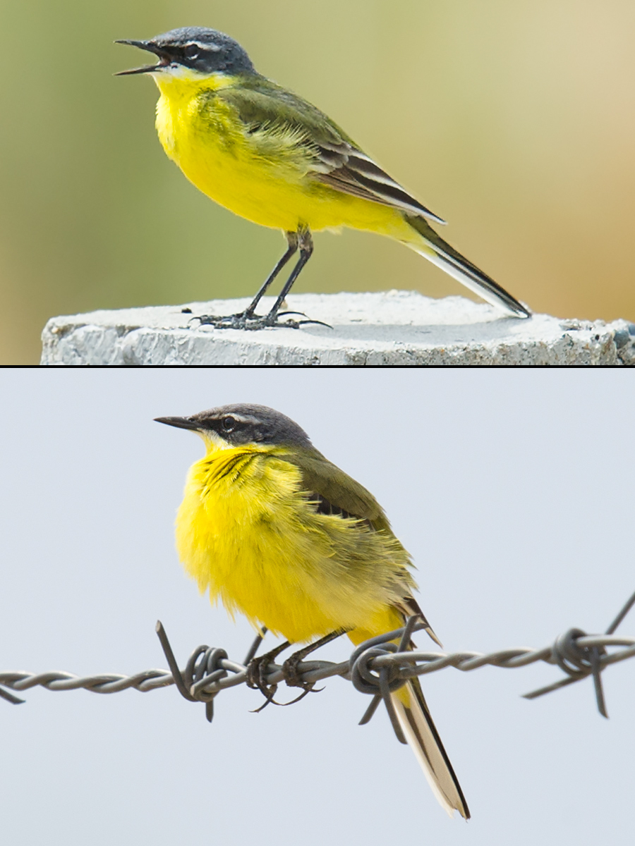 Eastern Yellow Wagtail