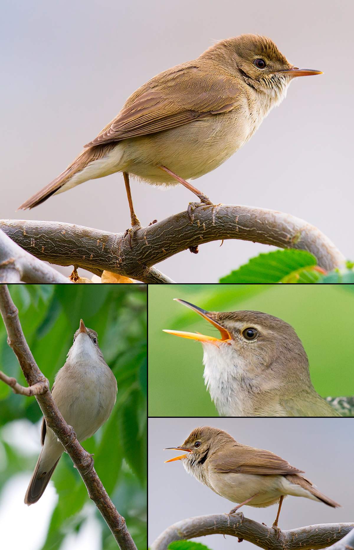 Blyth's Reed Warbler