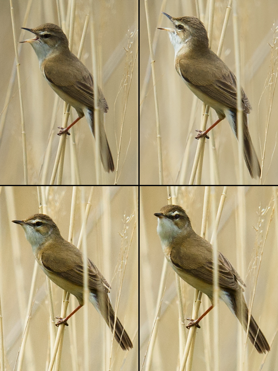 Paddyfield Warbler