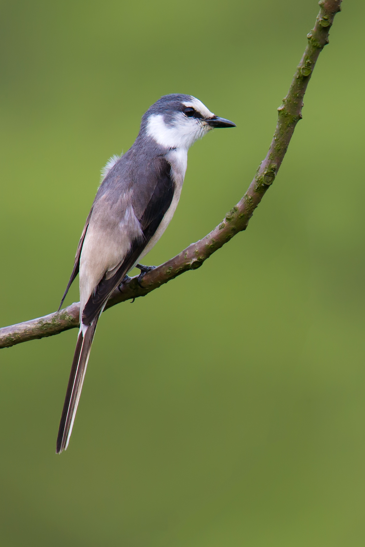 Swinhoe's Minivet