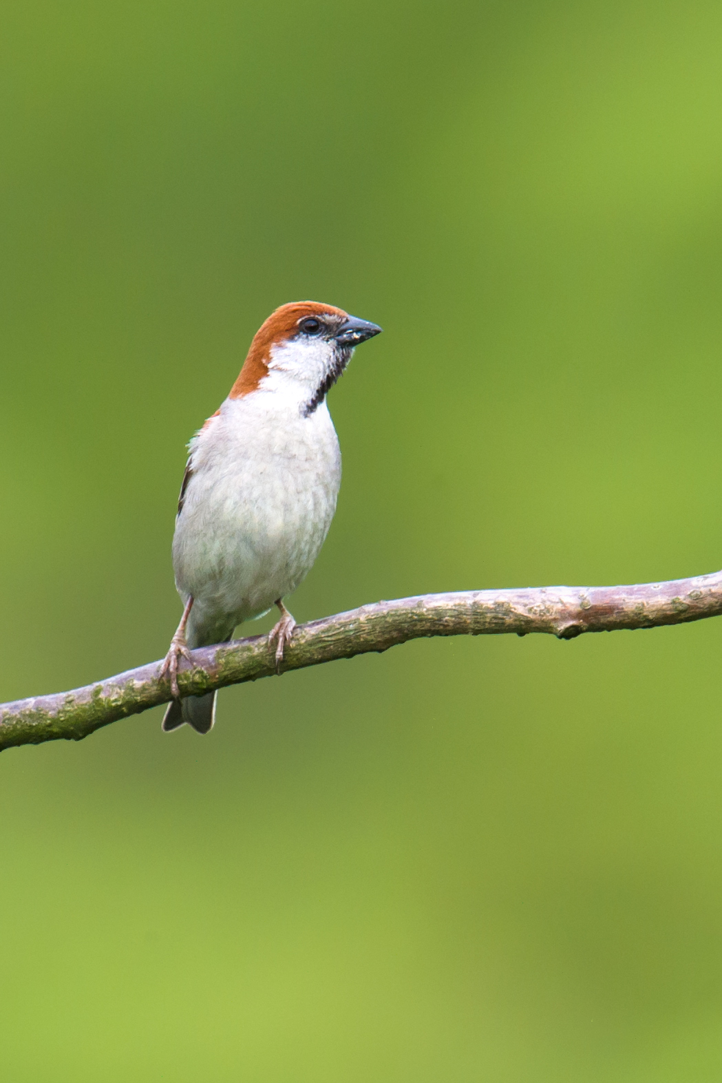 Russet Sparrow