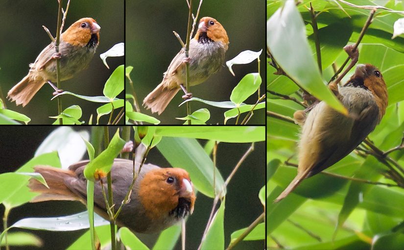 Short-tailed Parrotbill, Tianmu Mountains, July 2018. (Komatsu Yasuhiko)