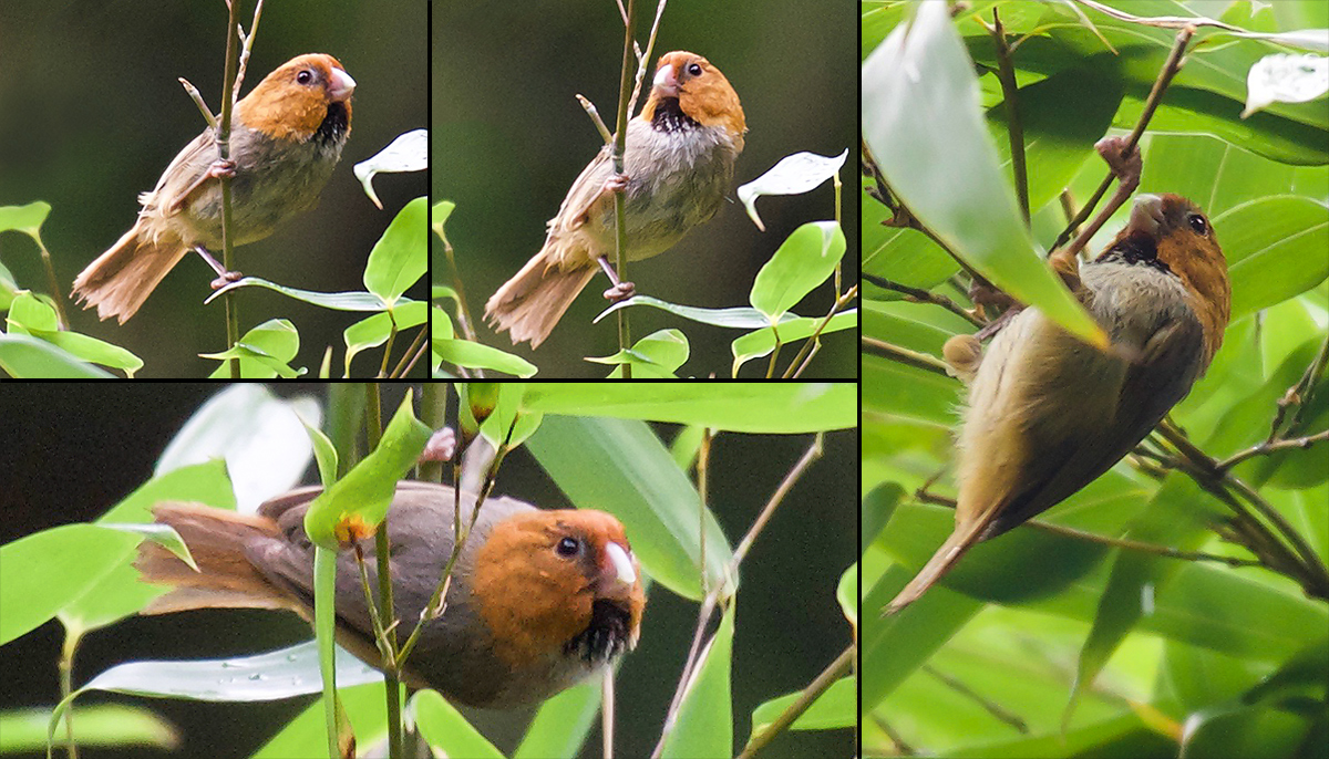 Short-tailed Parrotbill