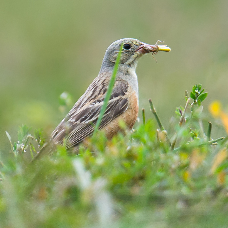 Ortolan Bunting