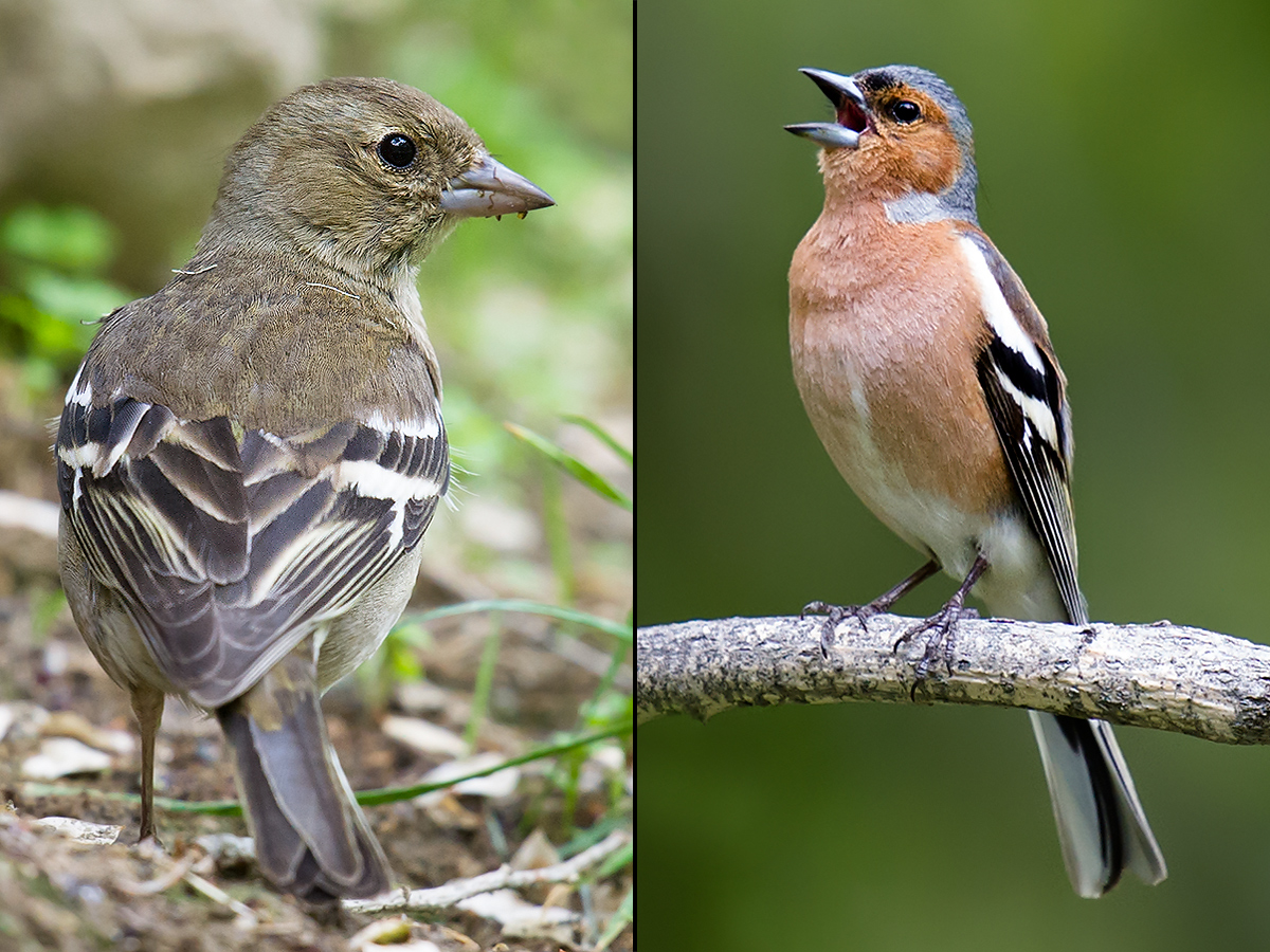 Chaffinch