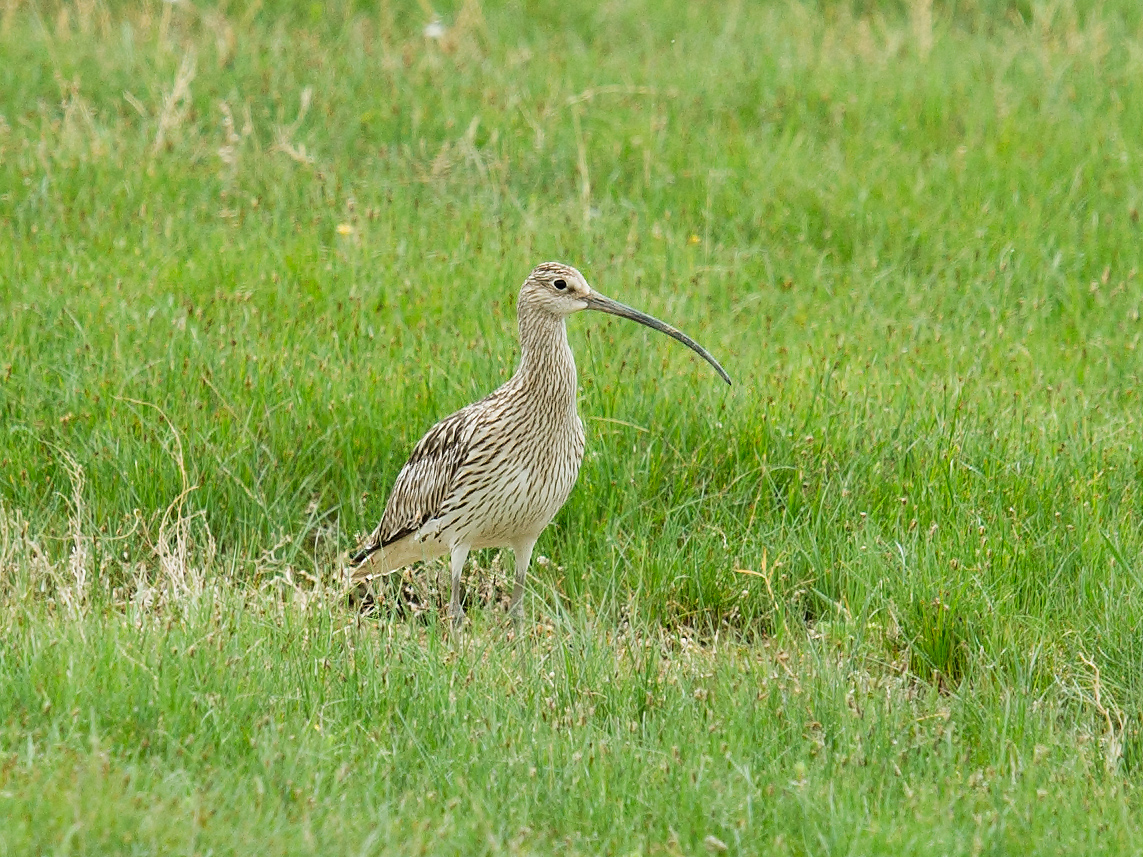 Eurasian Curlew