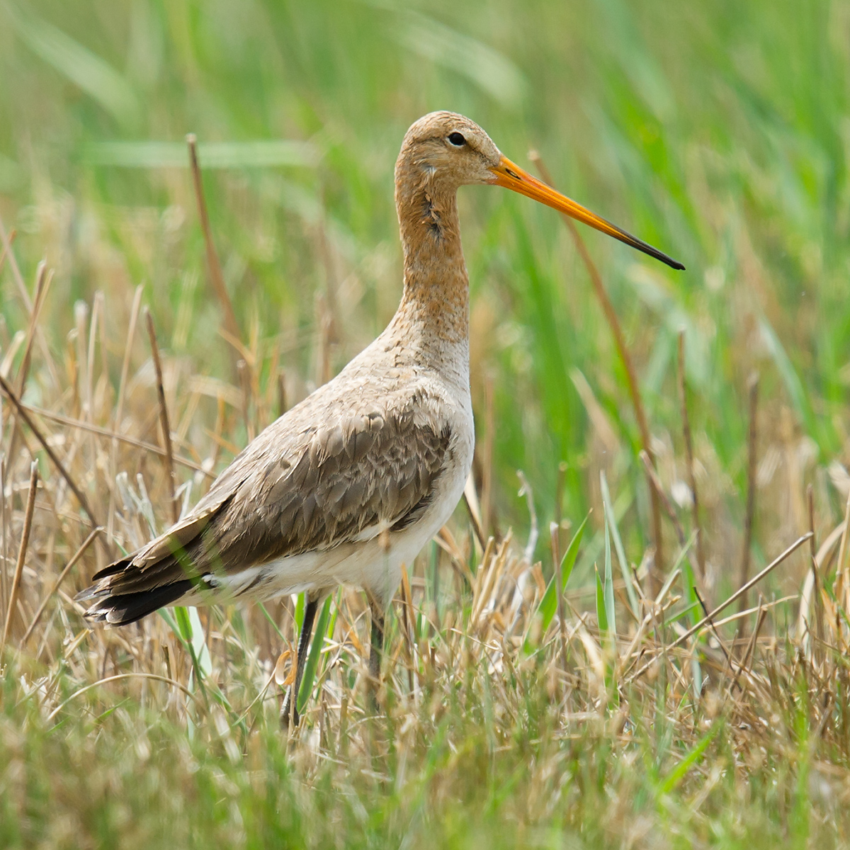 Black-tailed Godwit