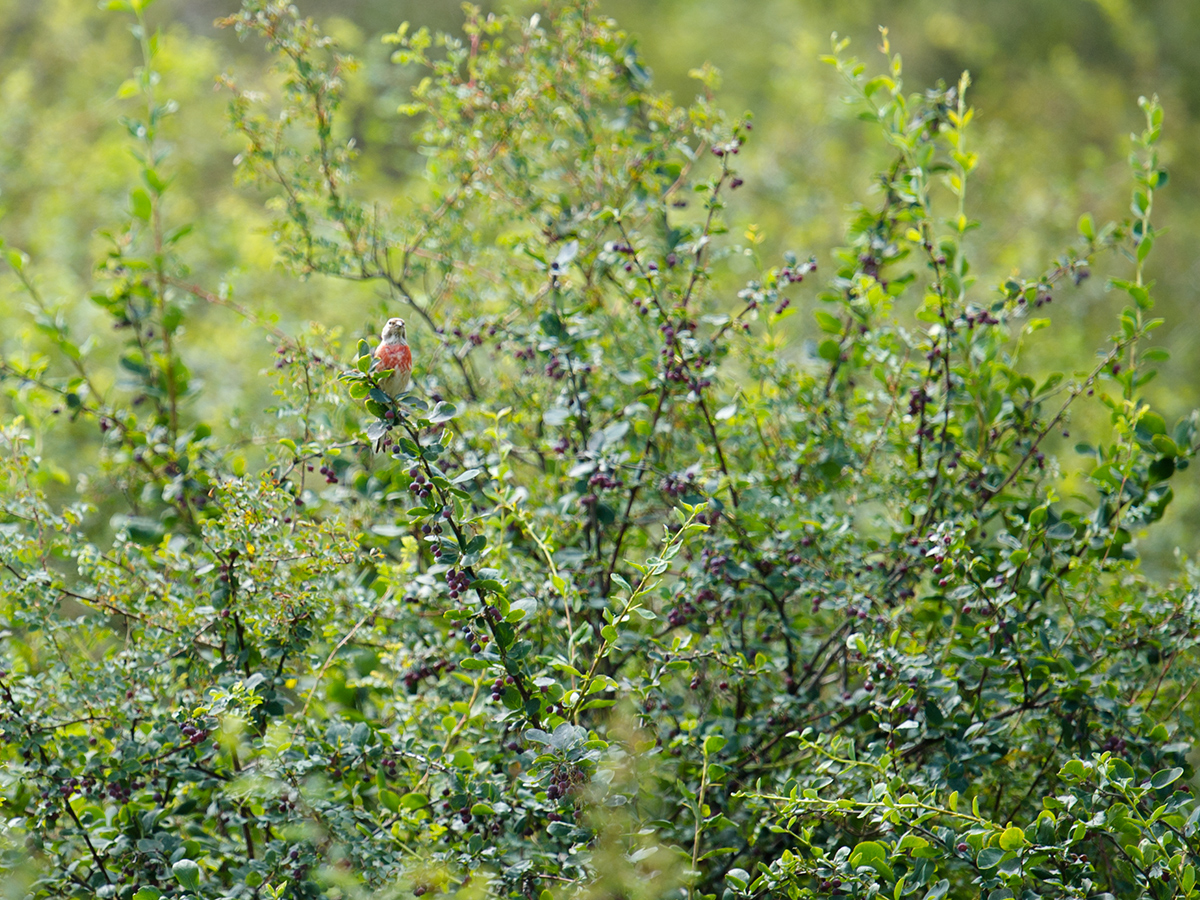 Common Linnet