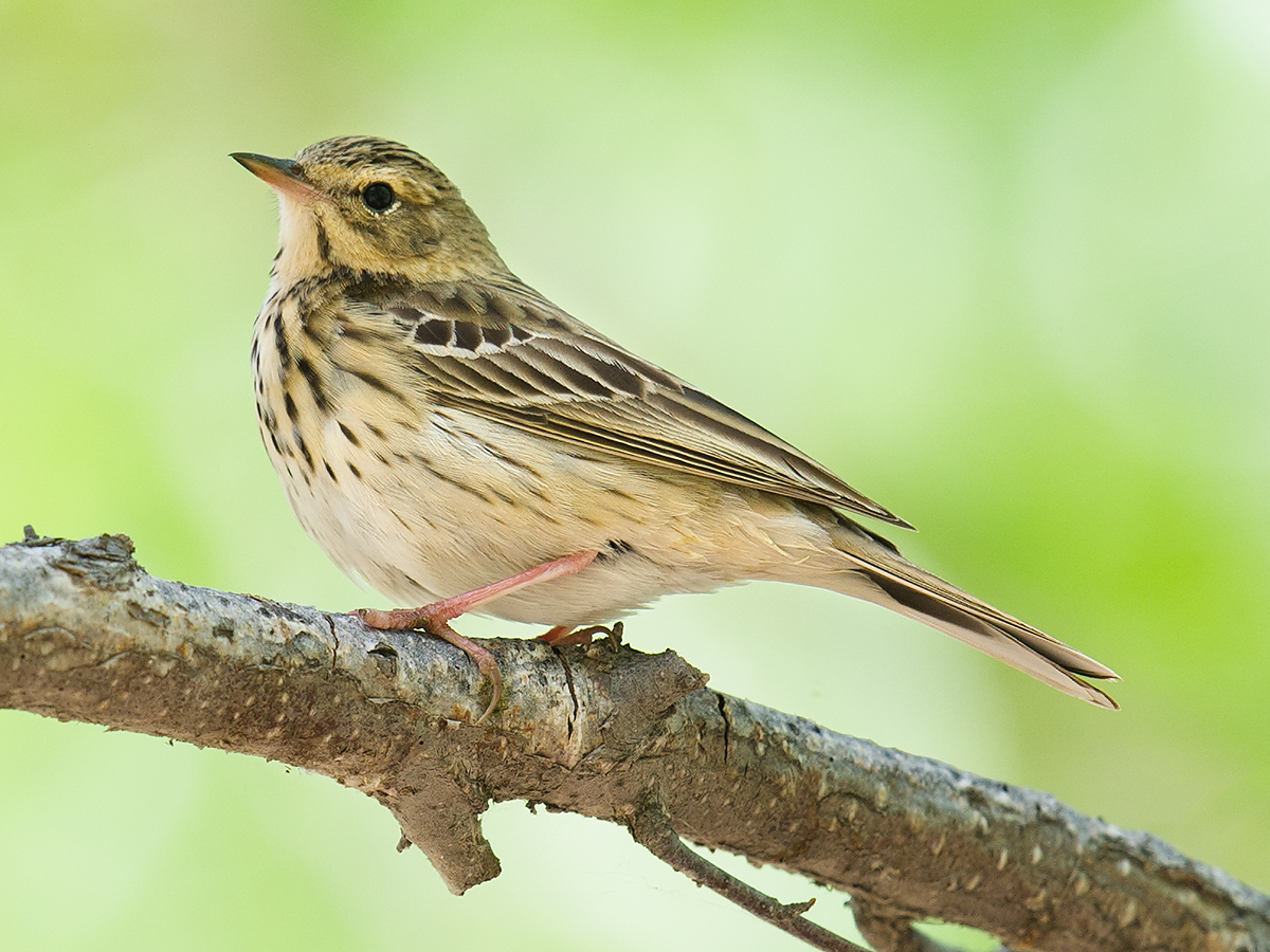 Tree Pipit