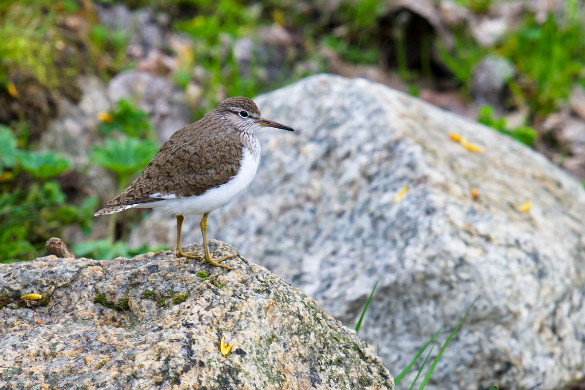 Common Sandpiper