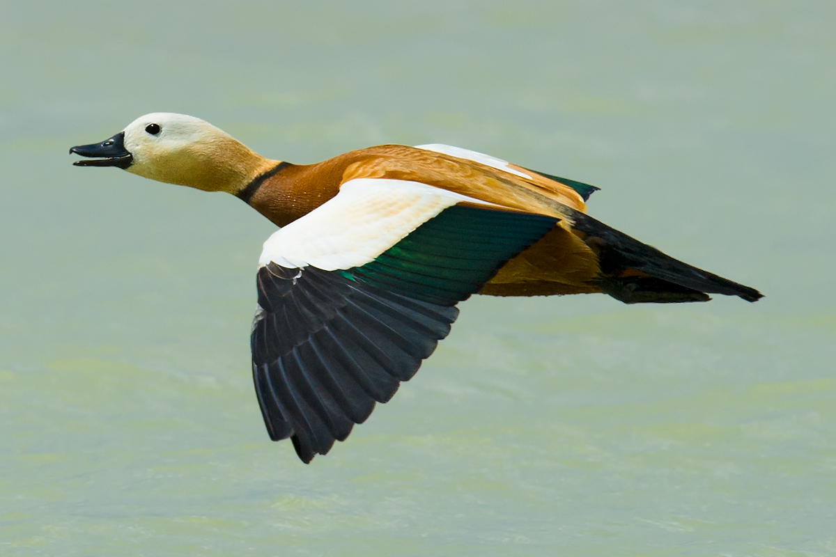 Ruddy Shelduck