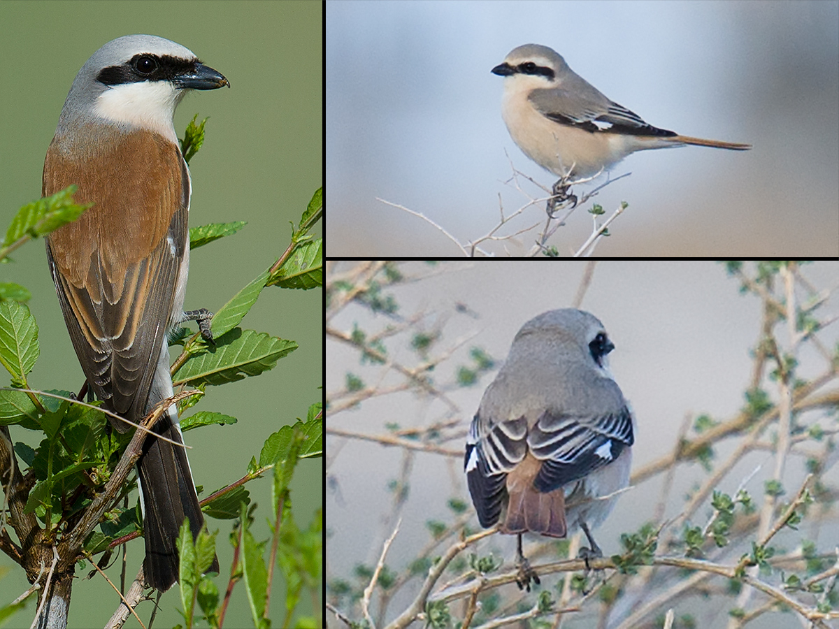 Red-backed Shrike