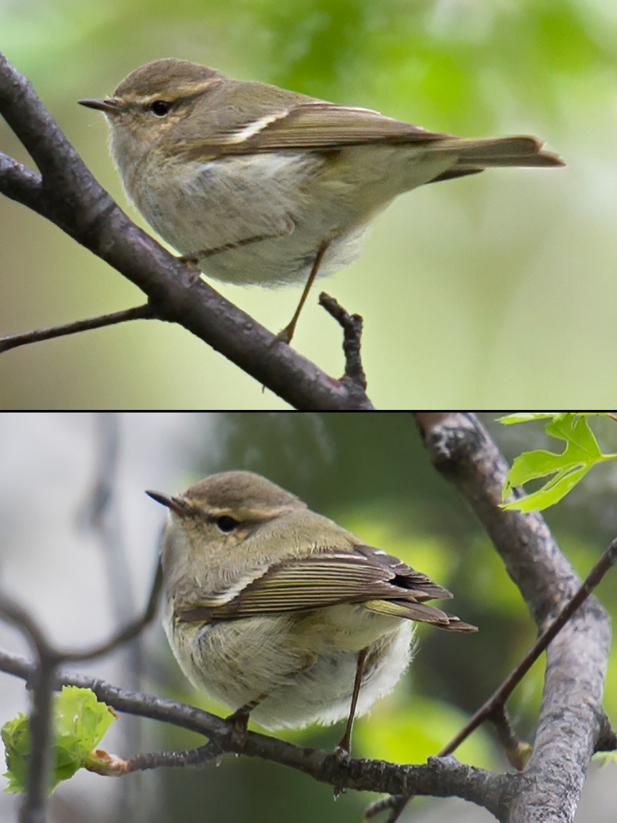 Hume's Leaf Warbler