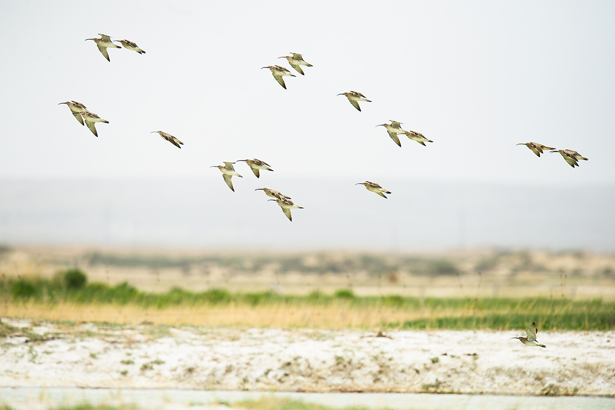 Eurasian Whimbrel