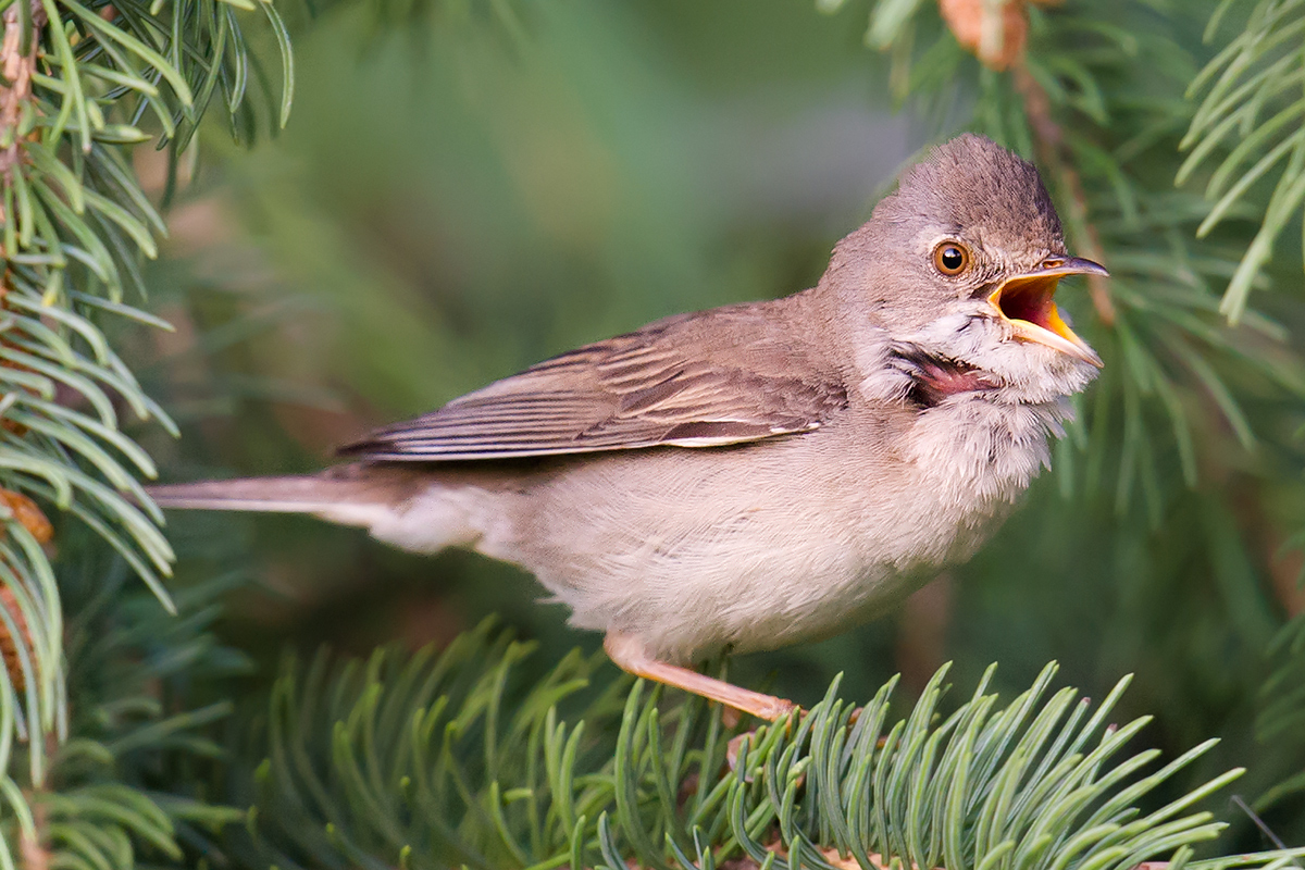 Common Whitethroat