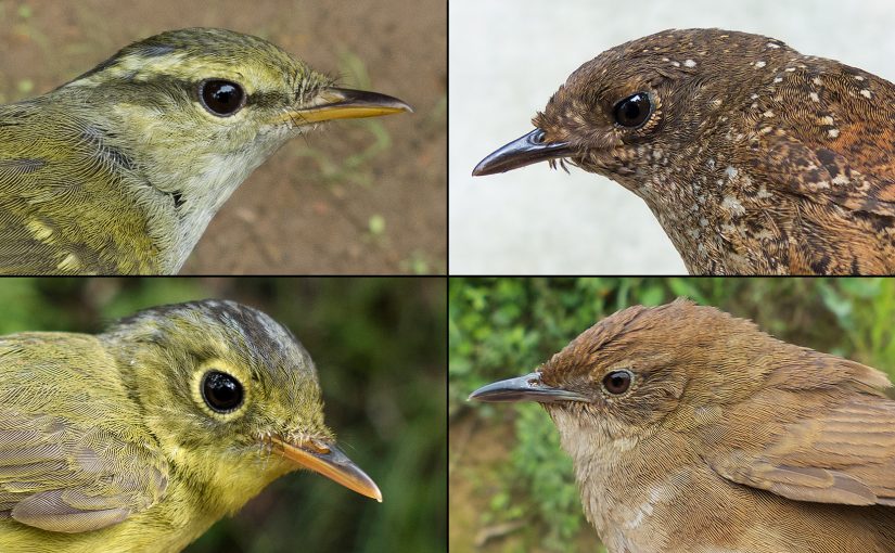 Clockwise, from top L: Emei Leaf Warbler Phylloscopus emeiensis, Spotted Elachura Elachura formosa, Sichuan Bush Warbler Locustella chengi, and Alström's Warbler Phylloscopus soror. (Per Alström)