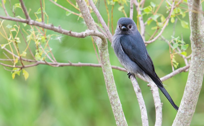 Ashy Drongo race salangensis, Nanhui, 15 Oct. 2016.