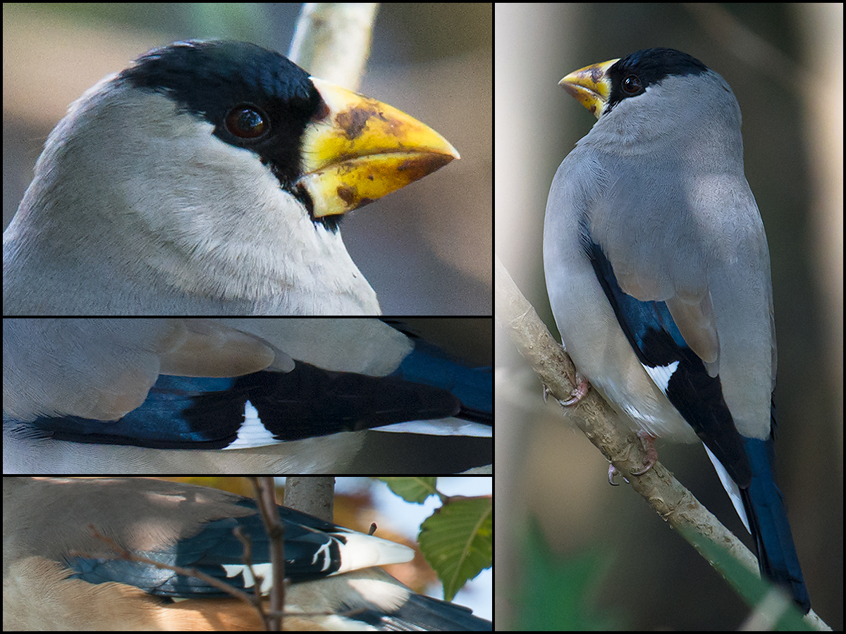 Chinese Grosbeak and Japanese Grosbeak