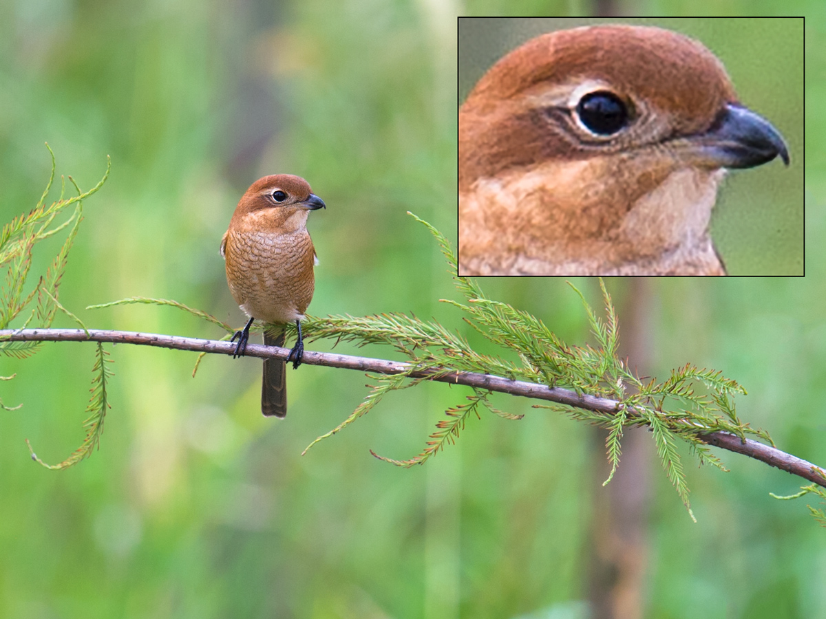 Bull-headed Shrike