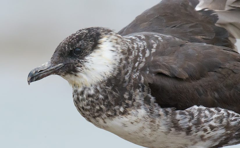 Pomarine Skua/Pomarine Jaeger Stercorarius pomarinus, Nanhui, Shanghai, 20 Oct. 2016.