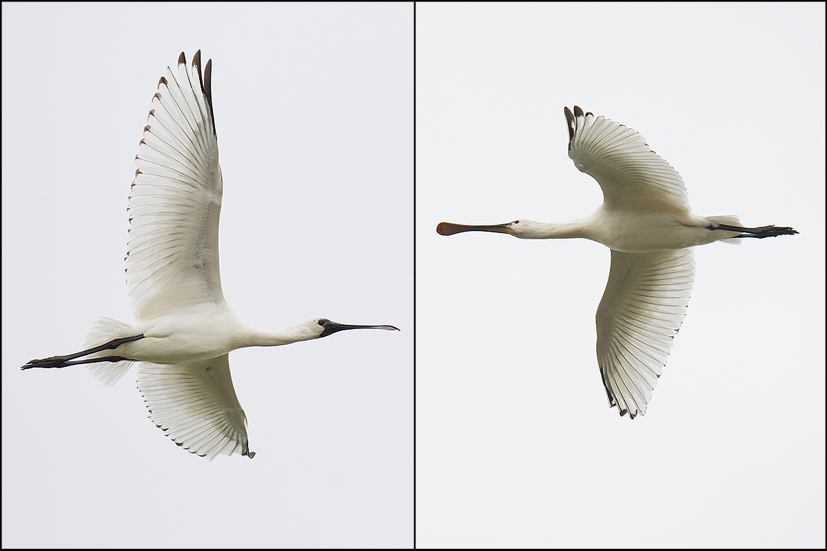 Black-faced Spoonbill (L) and Eurasian Spoonbill