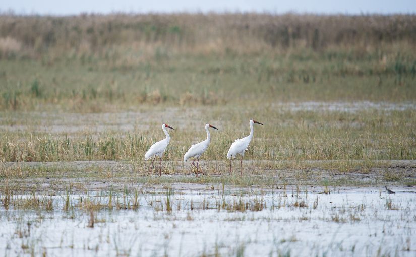 Siberian Crane