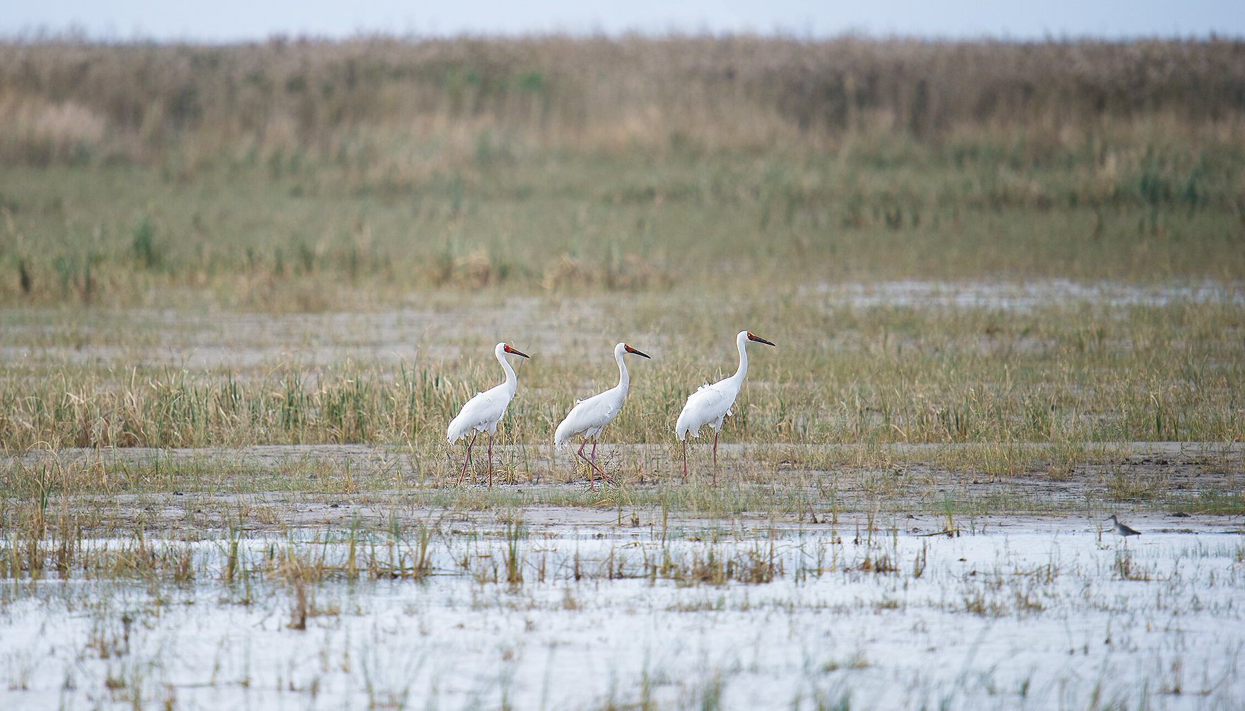 Siberian Crane