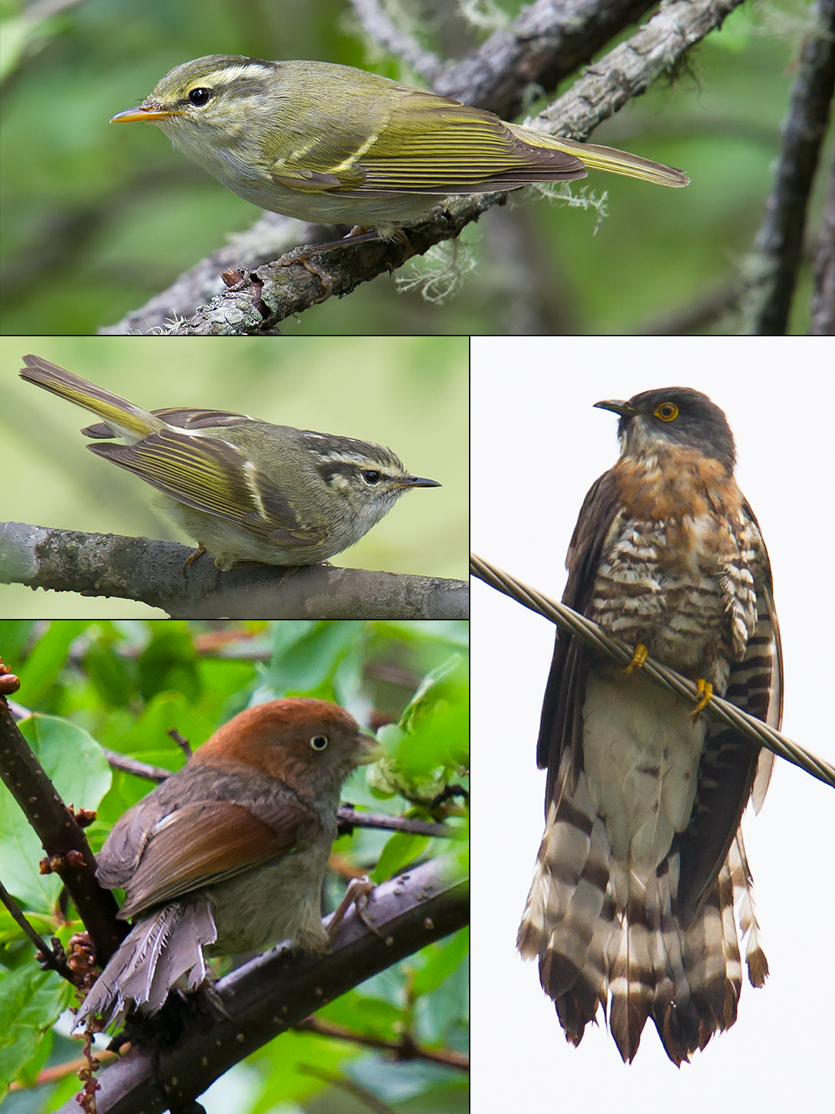 Birds of Old Erlang Road