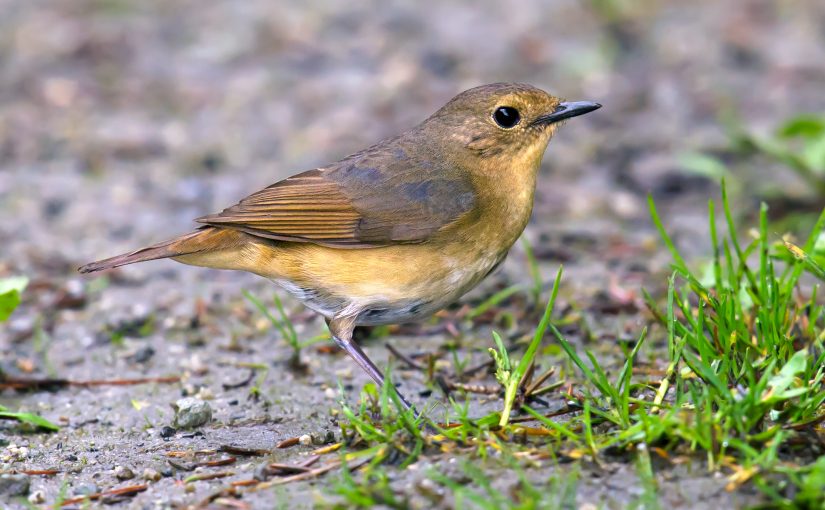 Rare Photos of Female Firethroat