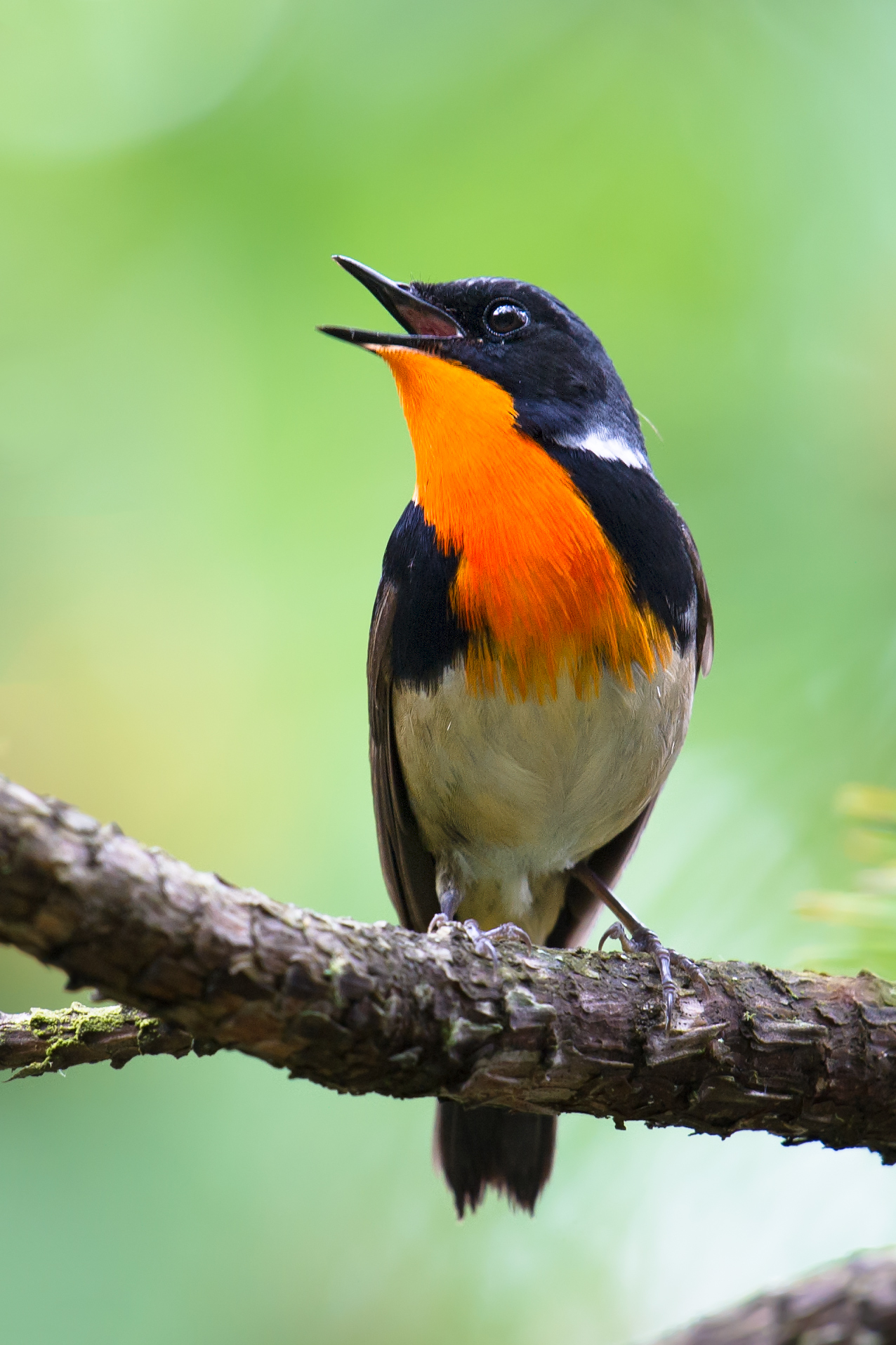 Firethroat Calliope pectardens, Craig Brelsford