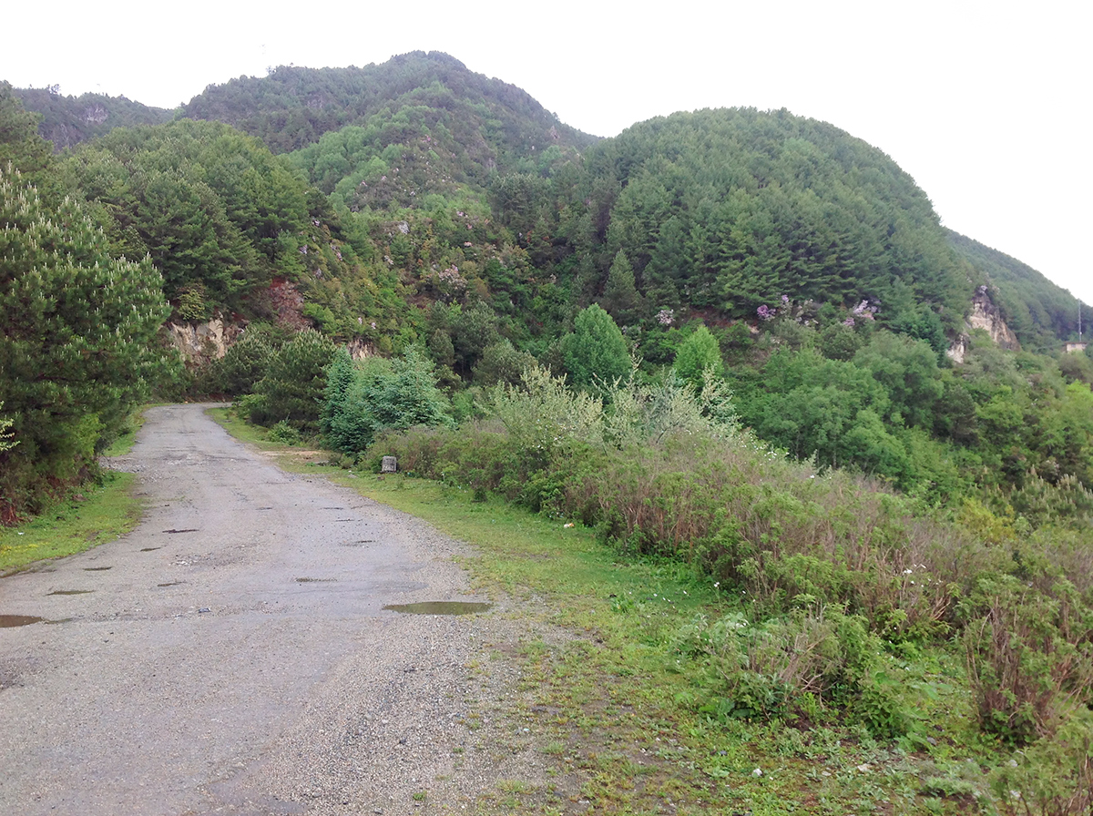 Firethroat habitat