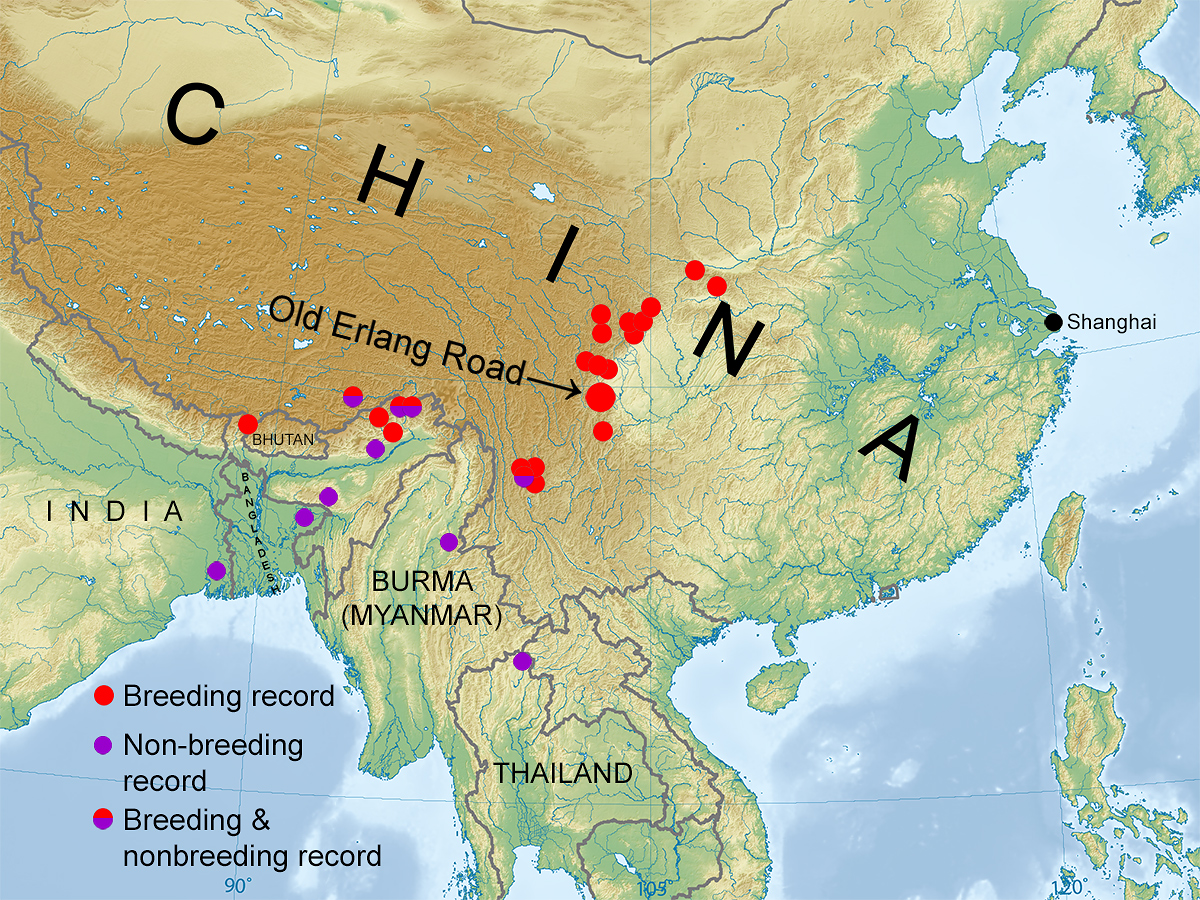 Range of Firethroat