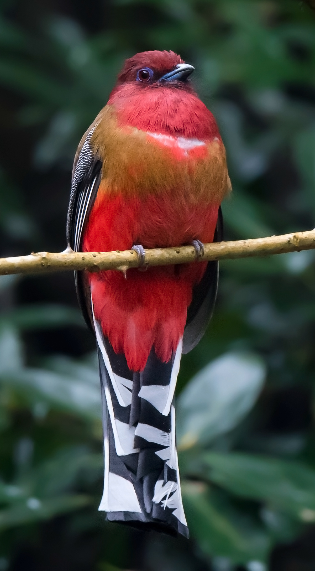 Red-headed Trogon