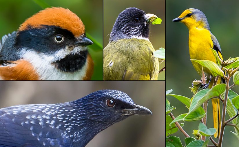 Common south China birds of Fuzhou National Forest Park. Clockwise from top L: Black-throated Bushtit Aegithalos concinnus, Collared Finchbill Spizixos semitorques, Grey-chinned Minivet Pericrocotus solaris, Blue Whistling Thrush Myophonus caeruleus. (Kai Pflug)