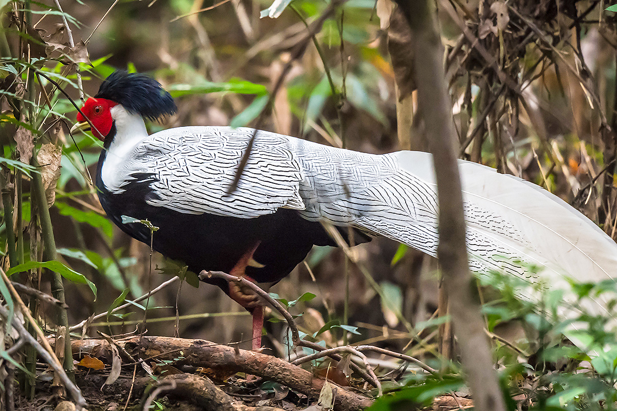 Silver Pheasant