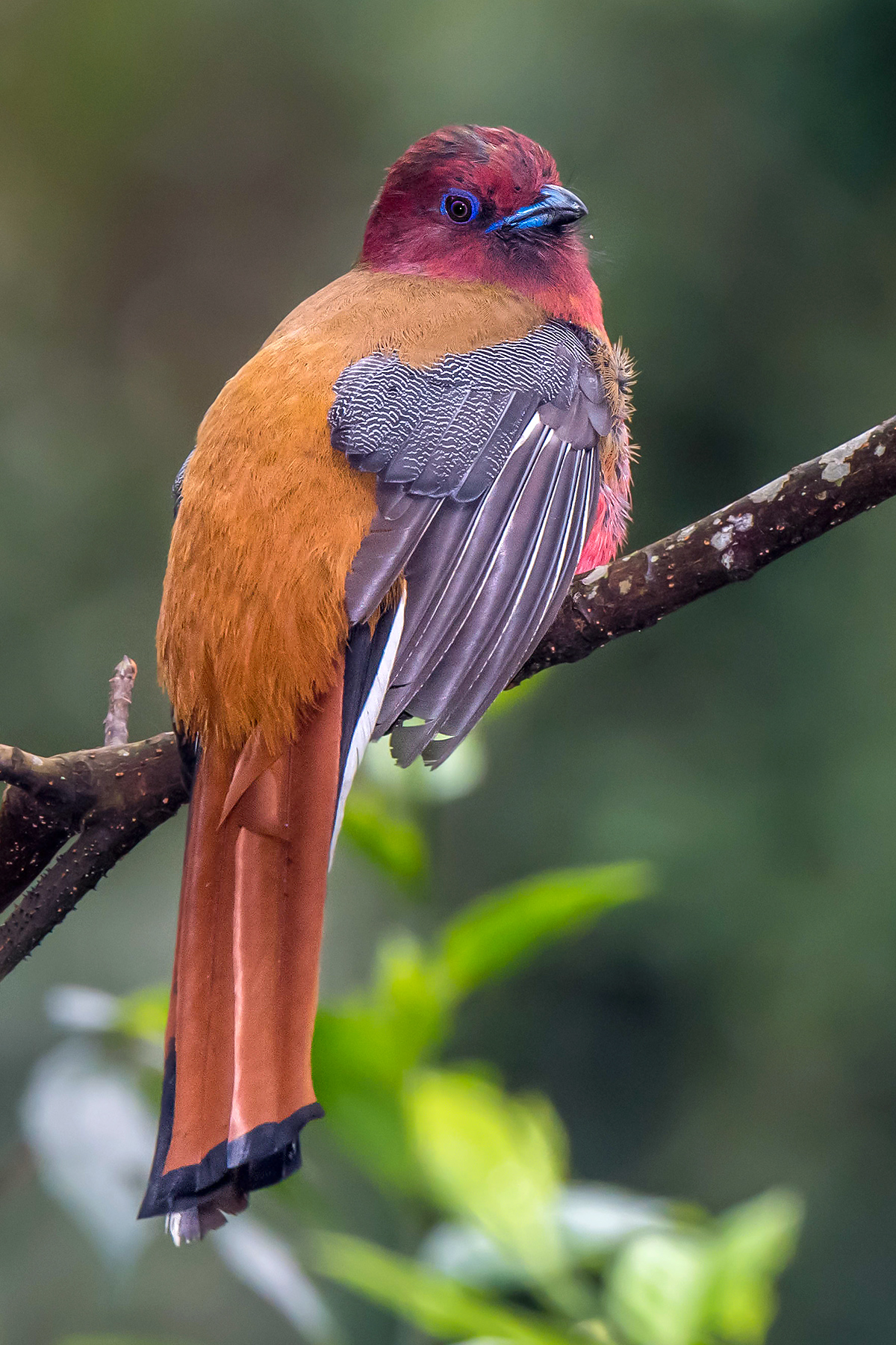 Red-headed Trogon