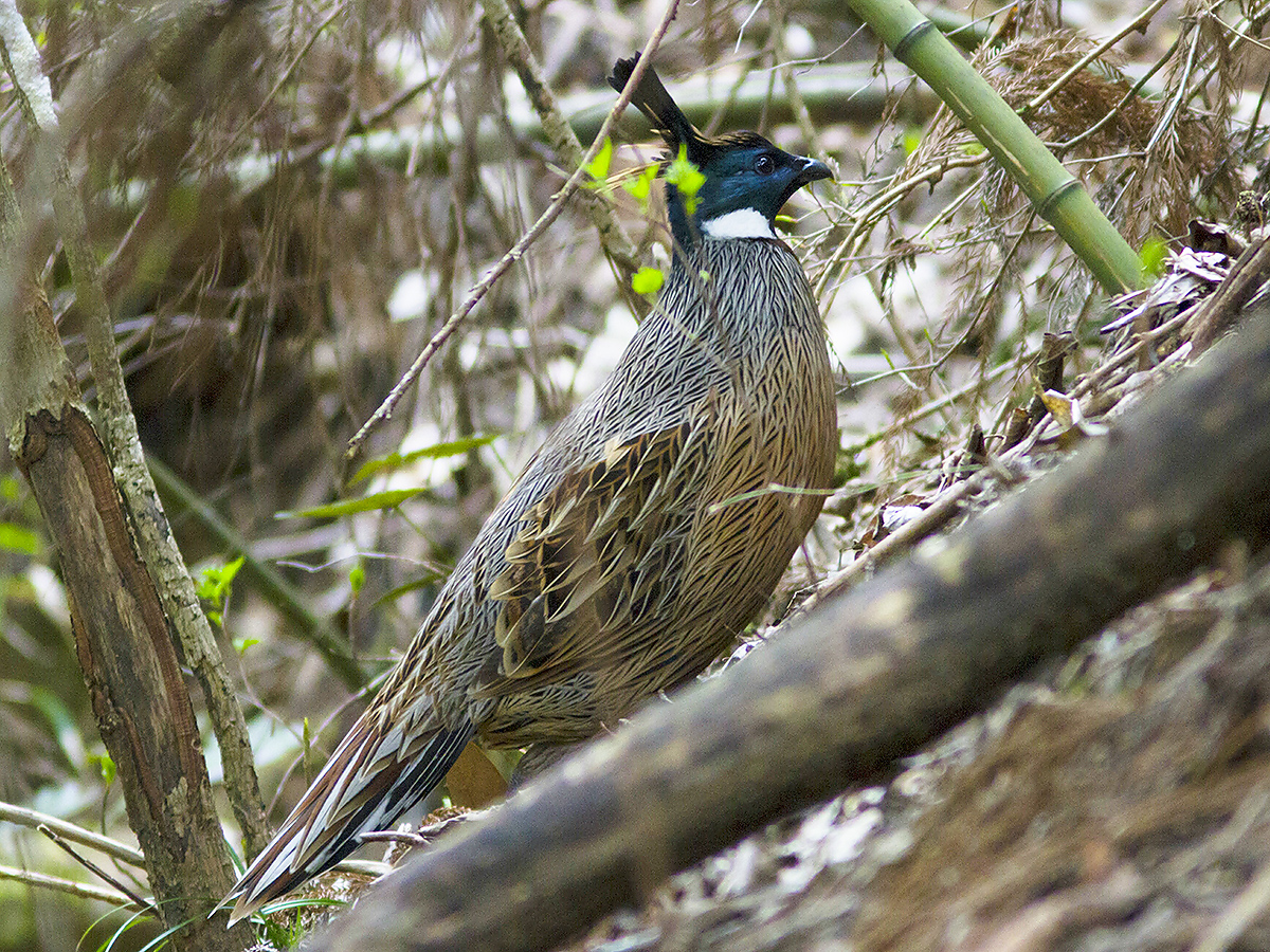 Koklass Pheasant Pucrasia macrolopha (Paul Hyde)