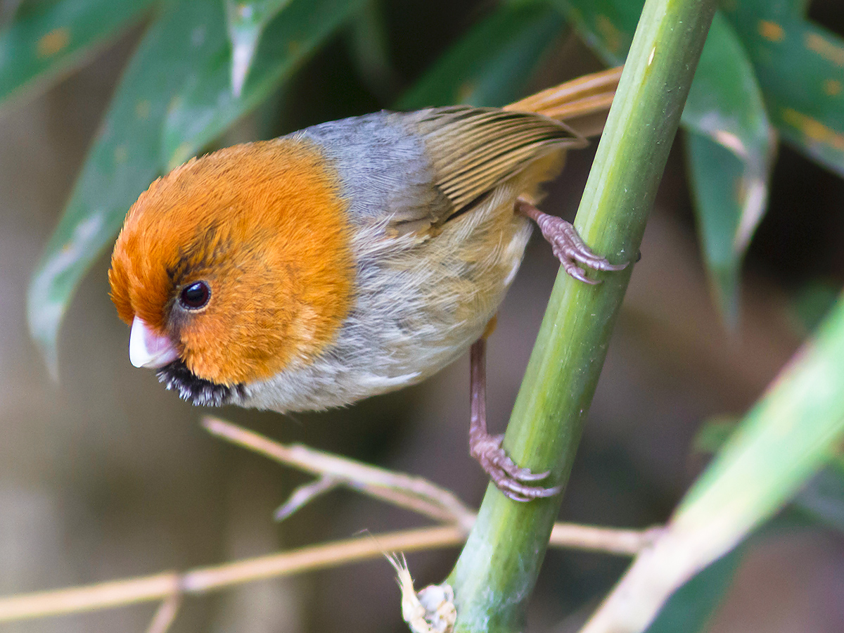 Short-tailed Parrotbill