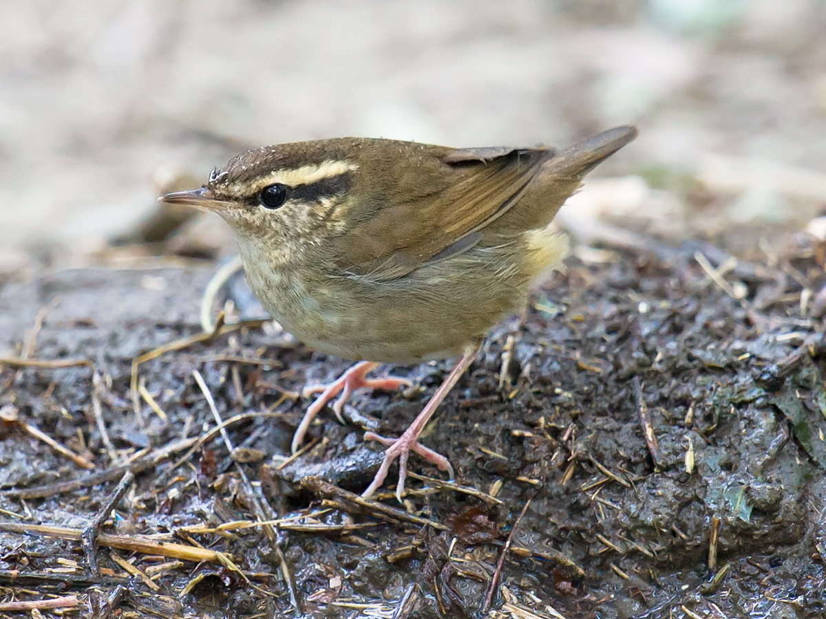 Asian Stubtail Urosphena squameiceps, Yangkou (Rudong), Jiangsu, September. (Craig Brelsford)