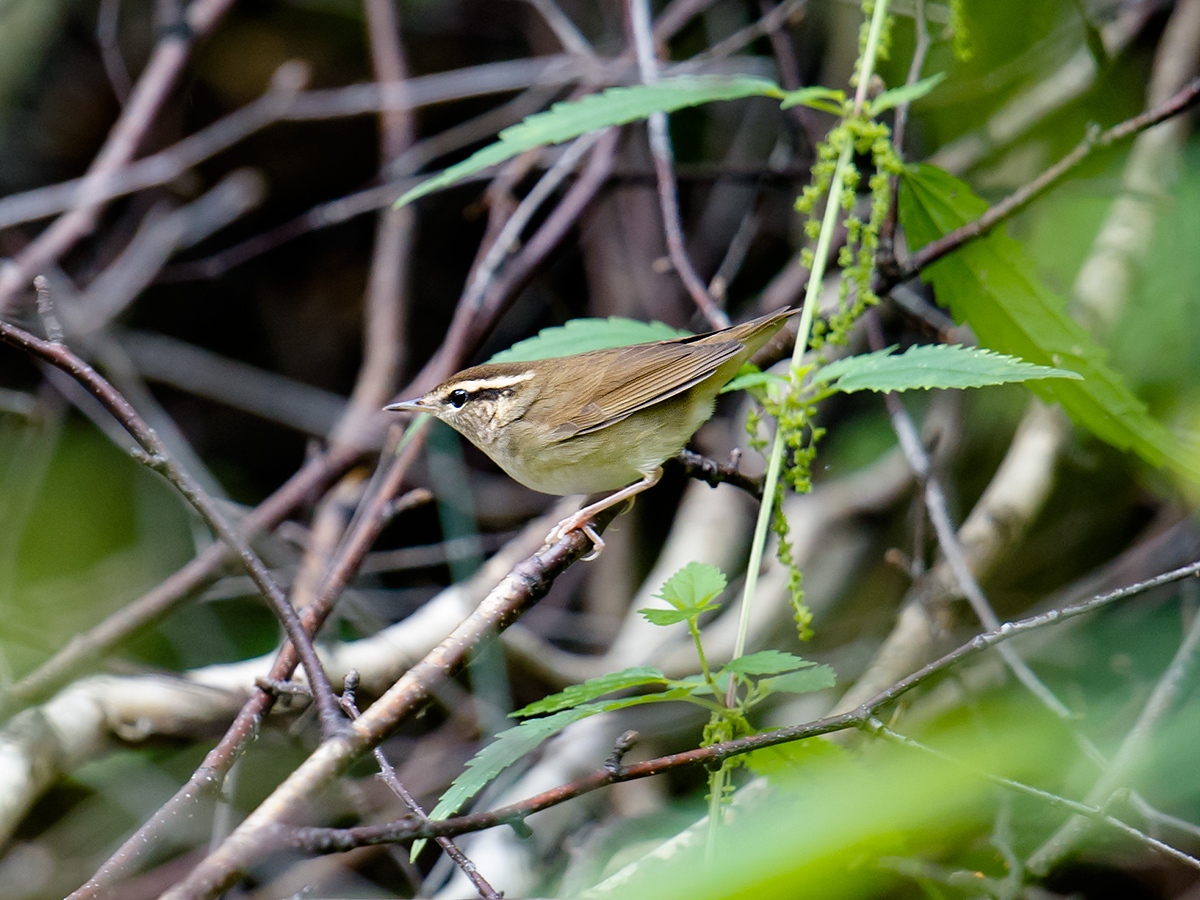 Asian Stubtail Urosphena squameiceps, Heilongjiang, August. (Craig Brelsford)