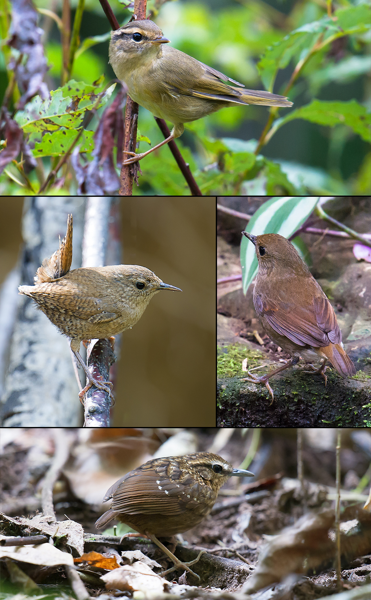 Species similar to Asian Stubtail. Clockwise from top: Radde's Warbler, Lesser Shortwing Eyebrowed Wren-Babbler, Eurasian Wren. (Craig Brelsford)