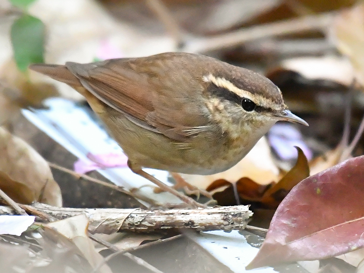 Asian Stubtai , Shanghai, April 2019. (Komatsu Yasuhiko)