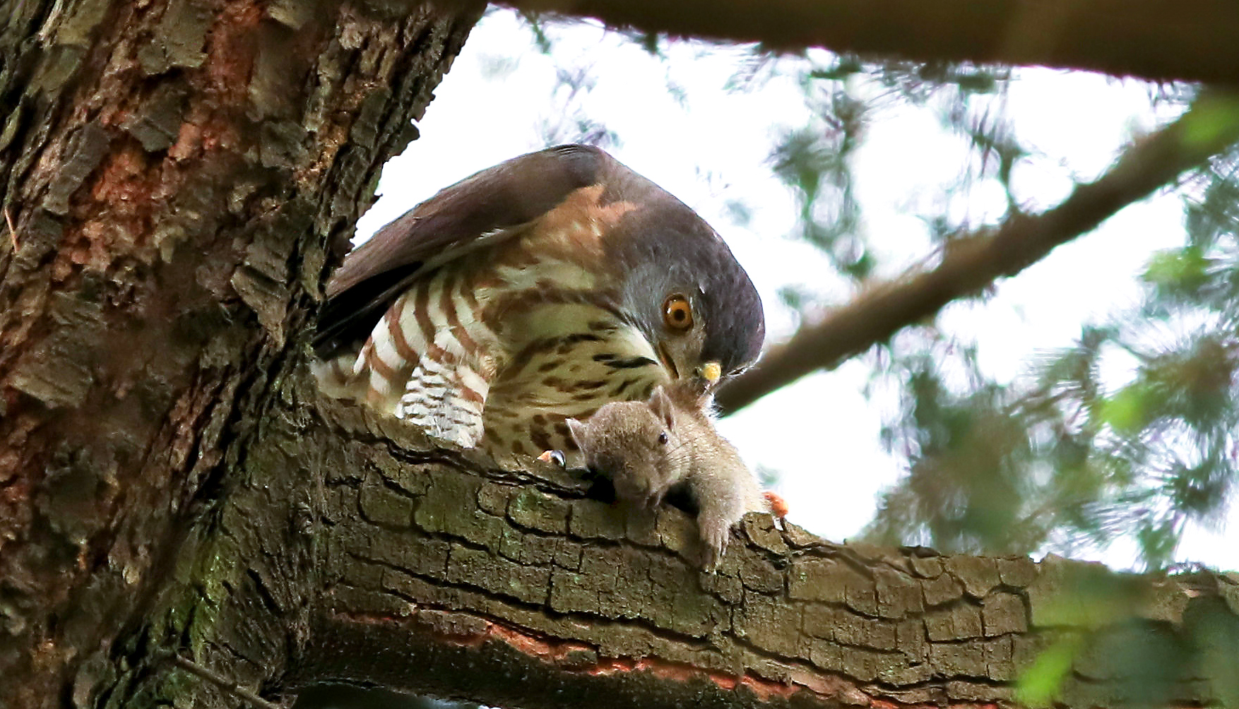 Crested Goshawk