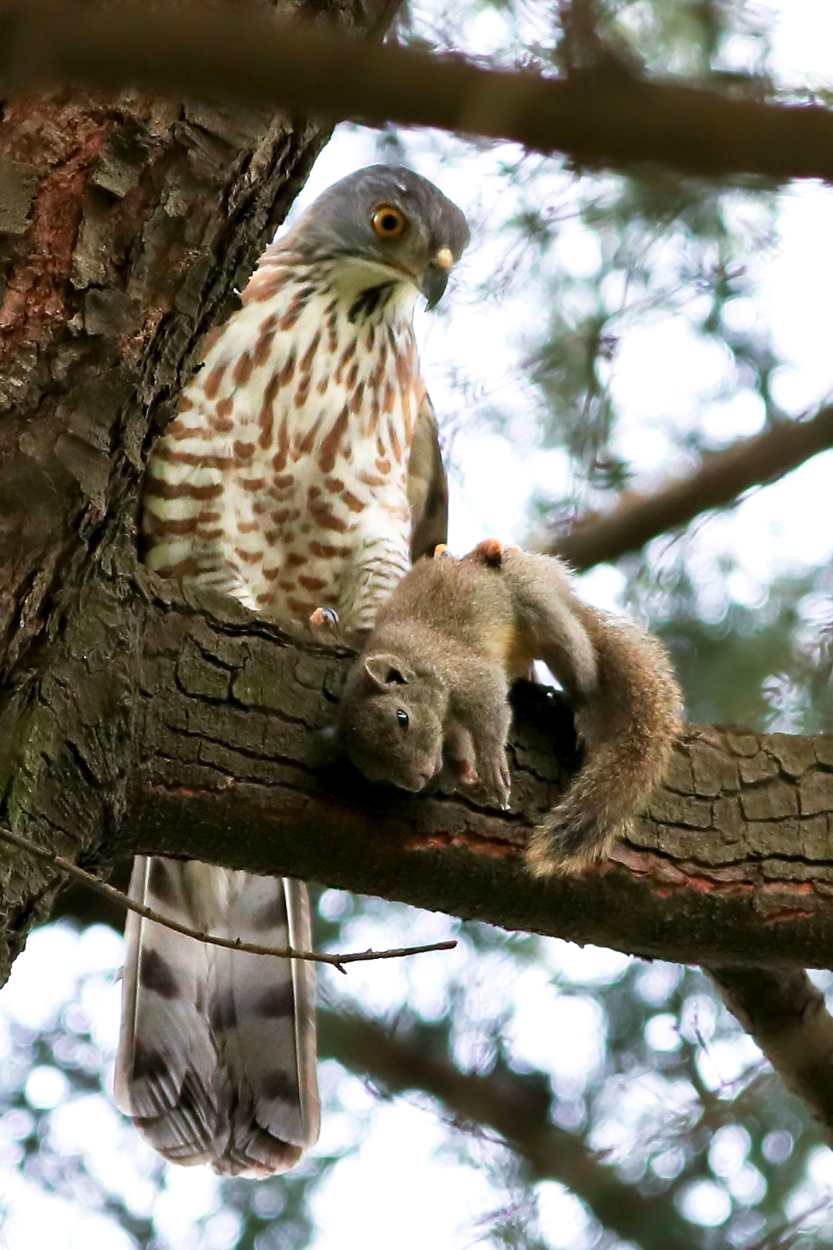 Crested Goshawk