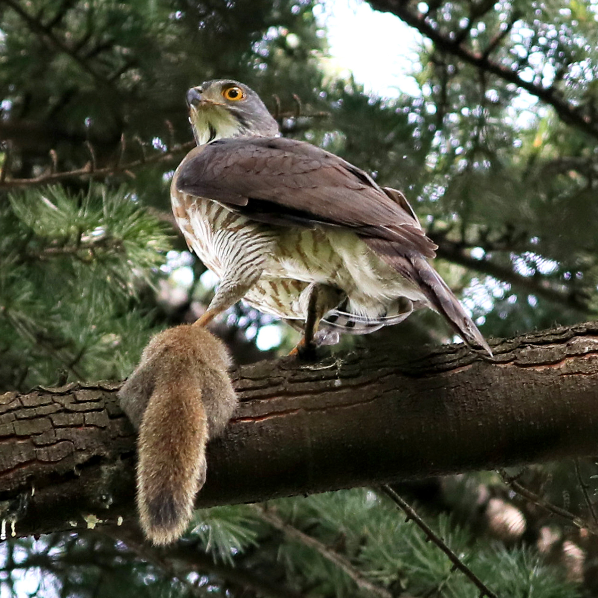 Crested Goshawk