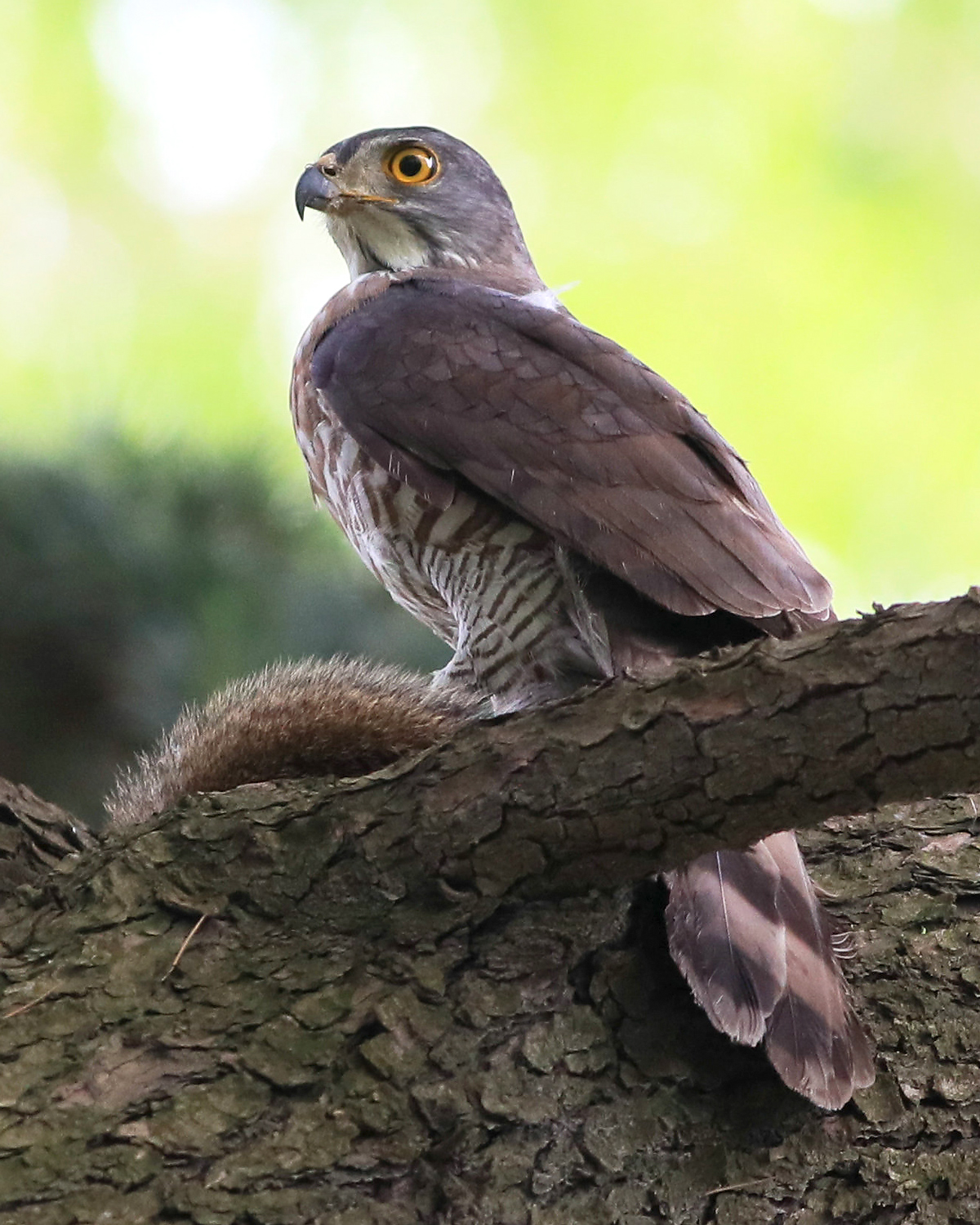 Crested Goshawk